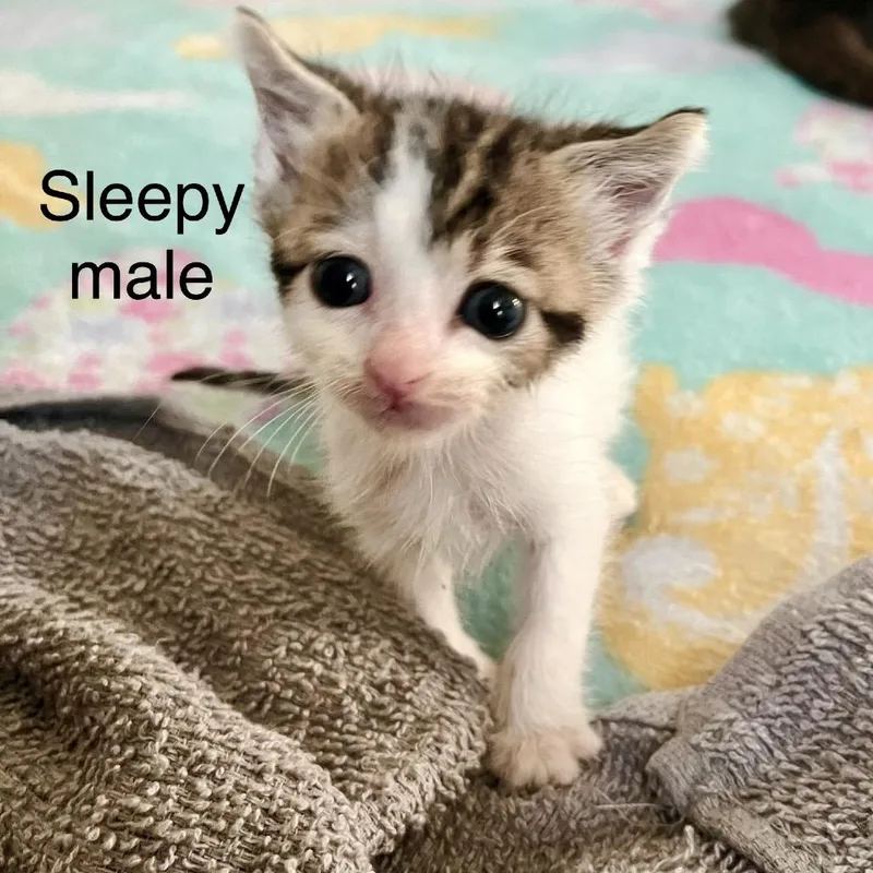 A baby small-sized male Brown / Chocolate Domestic Short Hair cat named Sleepy for adoption in Westminster, CA