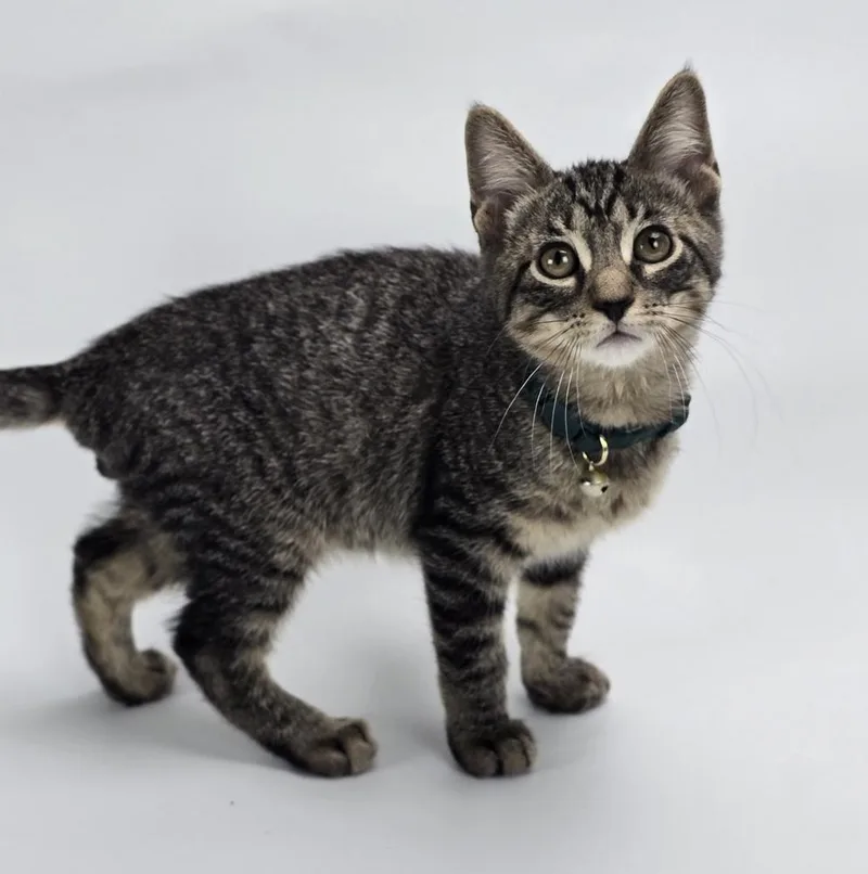 A baby medium-sized male Gray / Blue / Silver Domestic Short Hair cat named Motown for adoption in Sedalia, CO