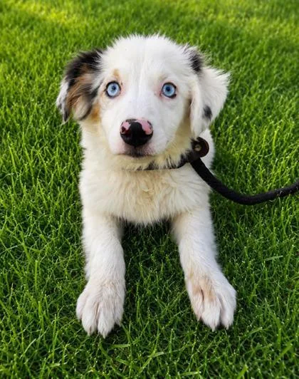 Aspen