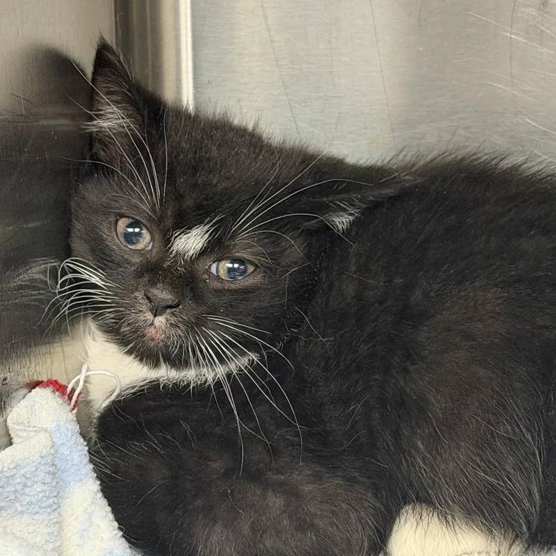 A baby small-sized male Black Domestic Short Hair cat named Amos for adoption in Marion, VA