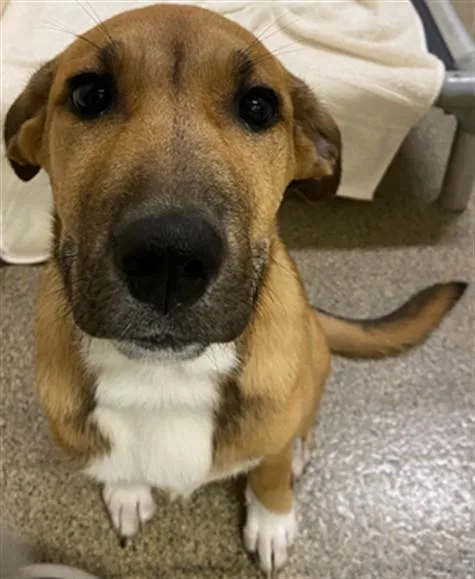 A baby medium-sized female German Shepherd Dog dog named Nala for adoption in Fort Myers, FL