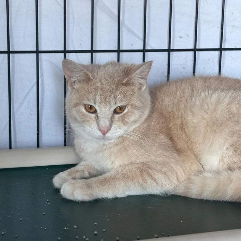A baby medium-sized male Domestic Short Hair cat named Avery for adoption in Hartford City, IN