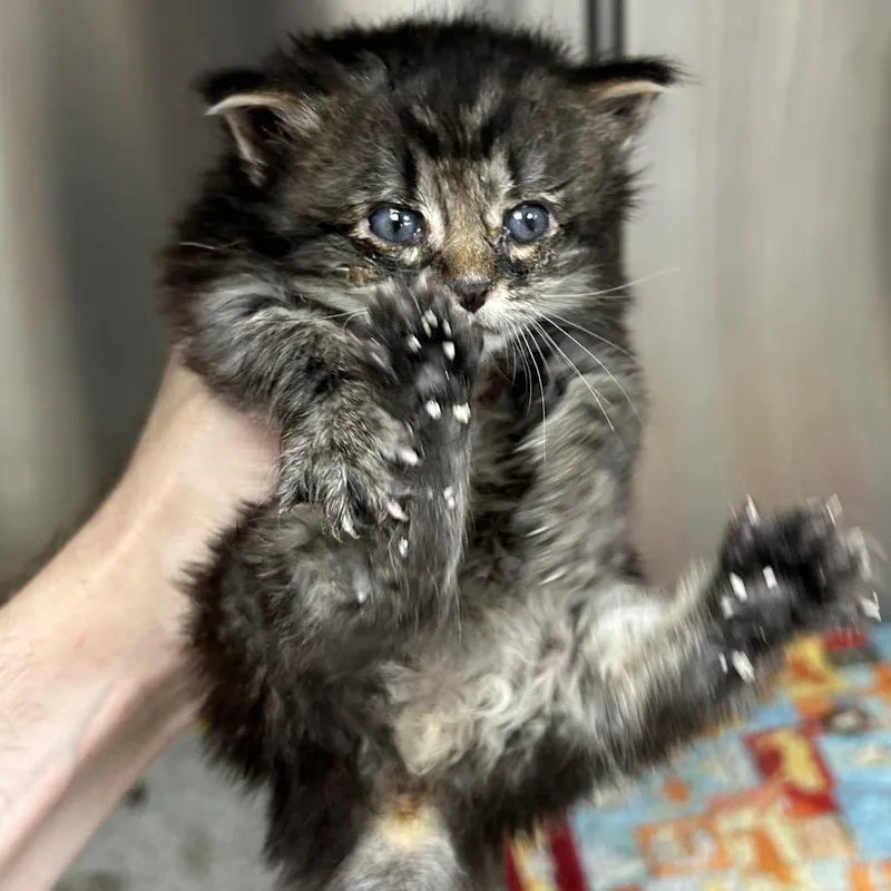 A baby small-sized male Brown / Chocolate Domestic Long Hair cat named Eddie for adoption in Hannibal, MO