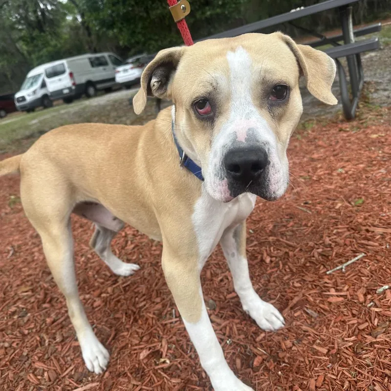 An adult medium-sized male Yellow / Tan / Blond / Fawn Mixed Breed dog named Steve for adoption in Gainesville, FL