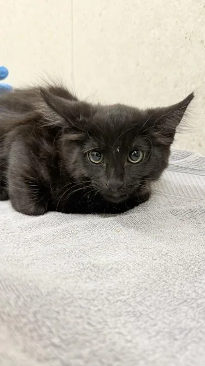 A baby medium-sized male Domestic Short Hair cat named Ben for adoption in Honolulu, HI