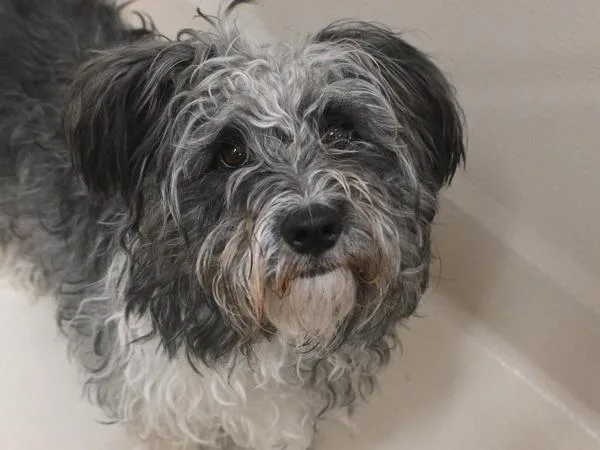 Bessy thumbnail 2