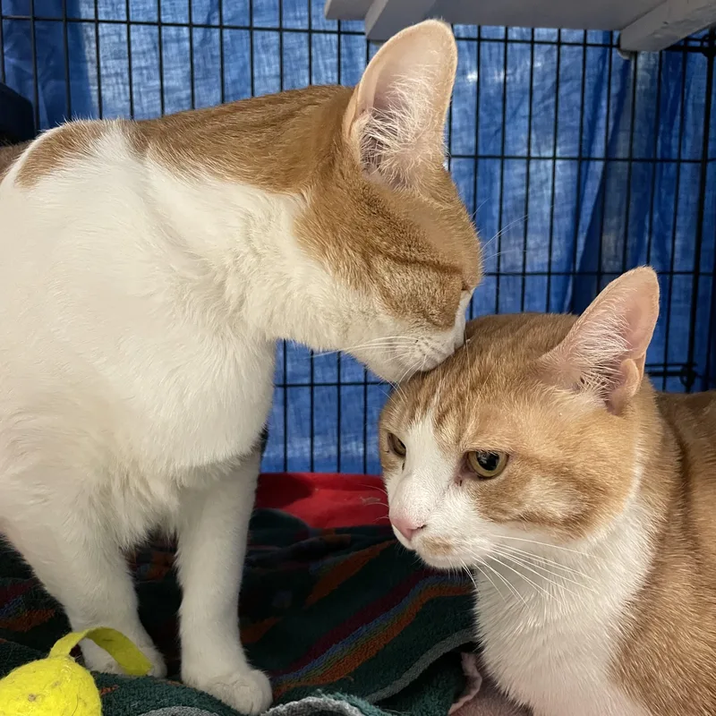 Peaches thumbnail 2
