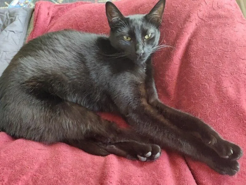 A young medium-sized female Black Domestic Short Hair cat named Darla for adoption in Oceanside, CA