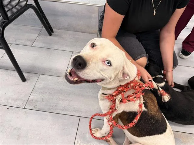 An adult medium-sized female Pit Bull Terrier dog named Mickey for adoption in Charlotte, NC