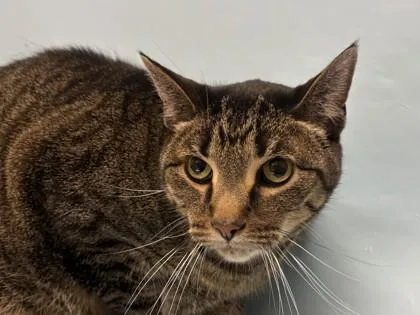 An adult small-sized male Domestic Long Hair cat named Jake for adoption in Coon Rapids, MN
