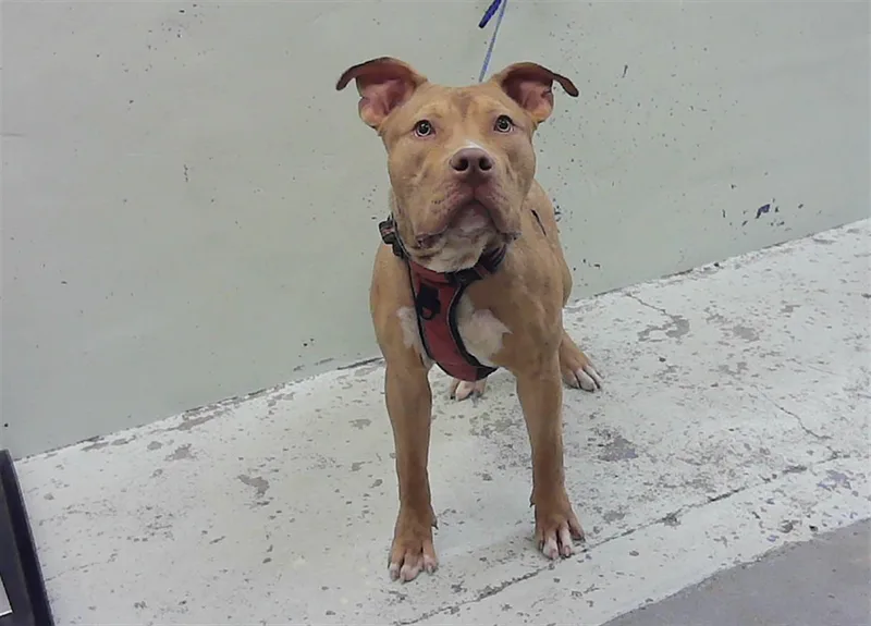 A young large-sized male American Bulldog dog named Tarzan for adoption in Houston, TX