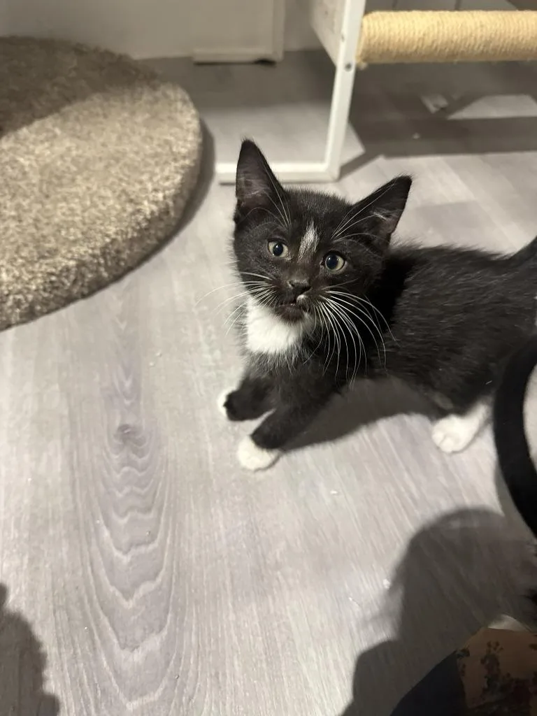 A baby medium-sized male Domestic Short Hair cat named Bootsie for adoption in St. Cloud, MN