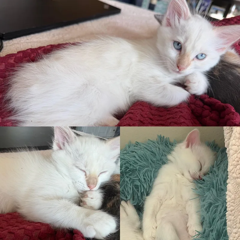 A baby small-sized female White Domestic Short Hair cat named Ribbit for adoption in San Juan Capistrano, CA