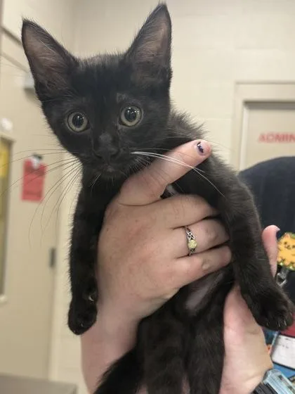 A baby small-sized female Domestic Short Hair cat named Crow for adoption in Fishers, IN