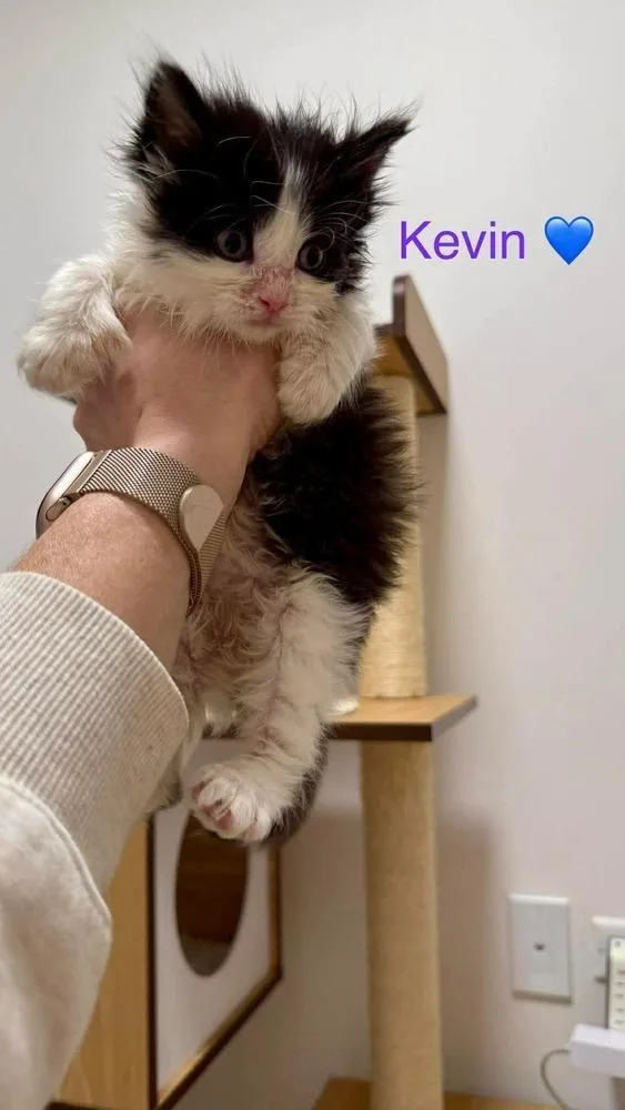 Merlin Bonded Pair With thumbnail 2