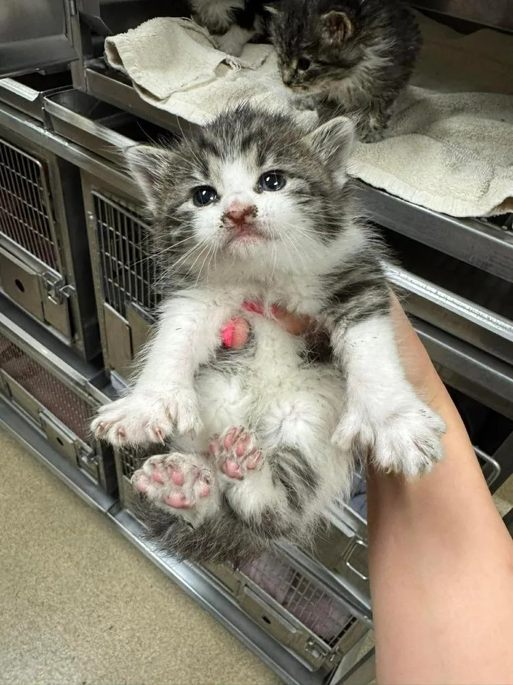 Merlin Bonded Pair With thumbnail 3