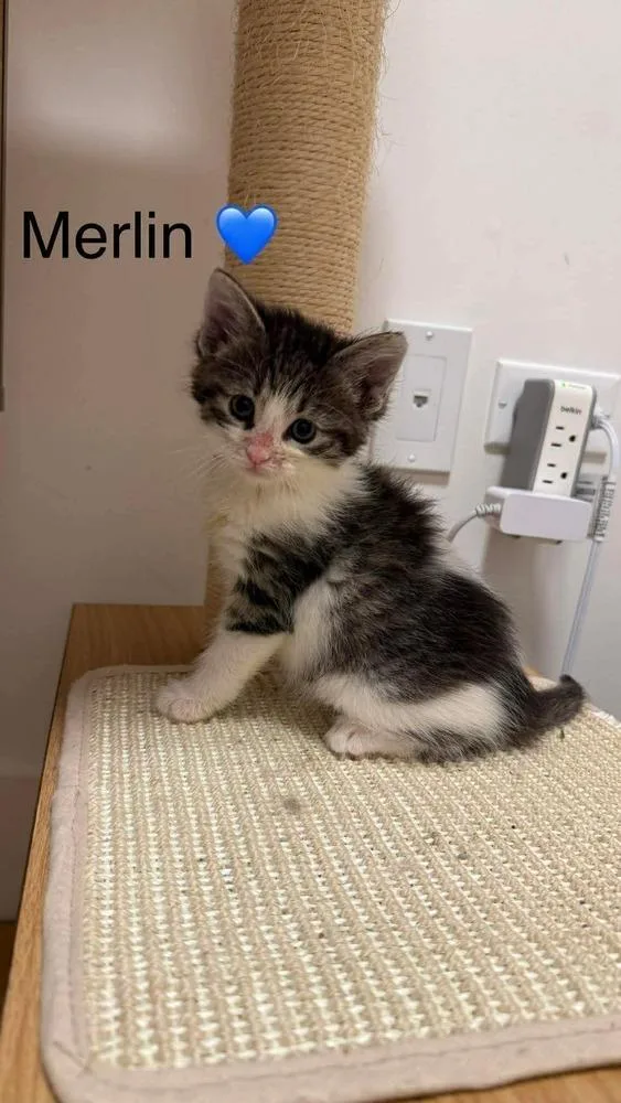 Merlin Bonded Pair With thumbnail 4