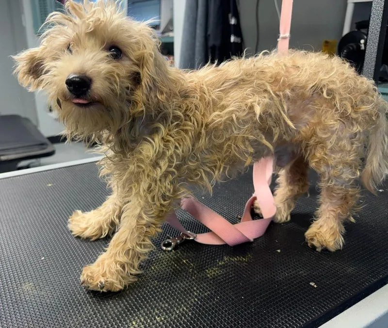 A young small-sized male White / Cream Poodle dog named Dulce for adoption in Santa Rosa, CA