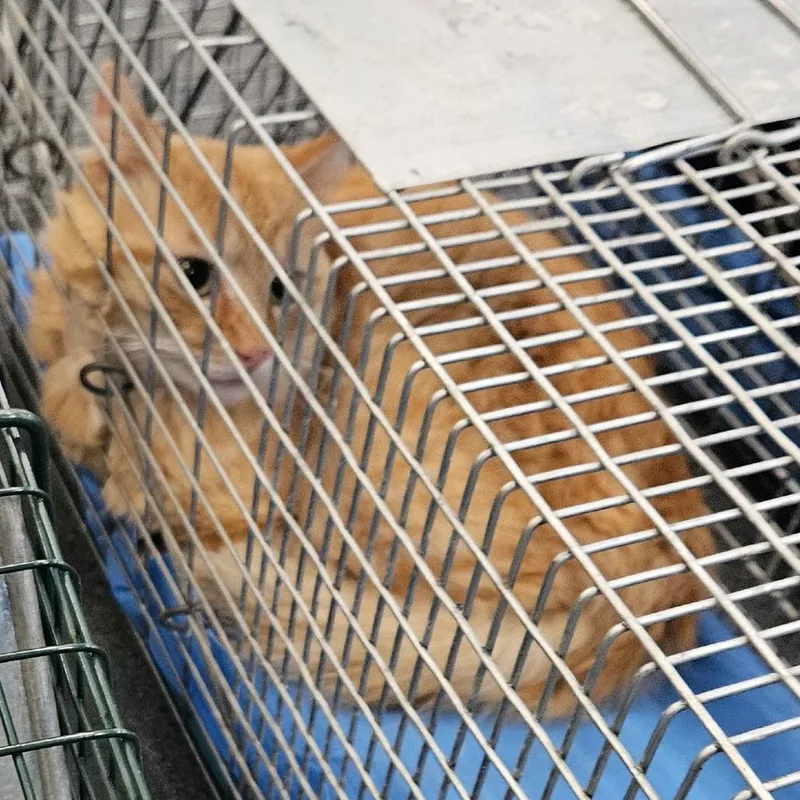 A baby small-sized male Orange / Red Domestic Medium Hair cat named Garfield for adoption in Montgomery, AL