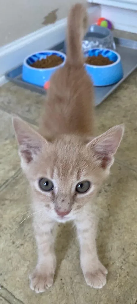 Quesadilla