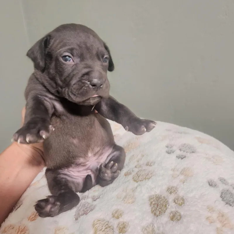 A baby medium-sized male Pit Bull Terrier dog named Kingsley for adoption in Brentwood, CA