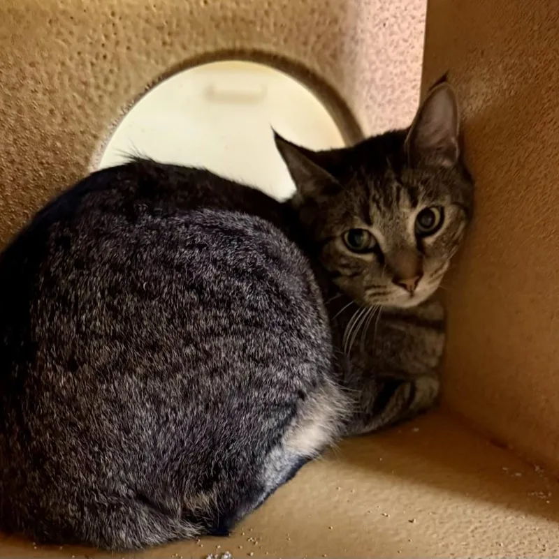 A young medium-sized male Tabby (Brown / Chocolate) Tabby cat named Tate for adoption in Warr Acres, OK