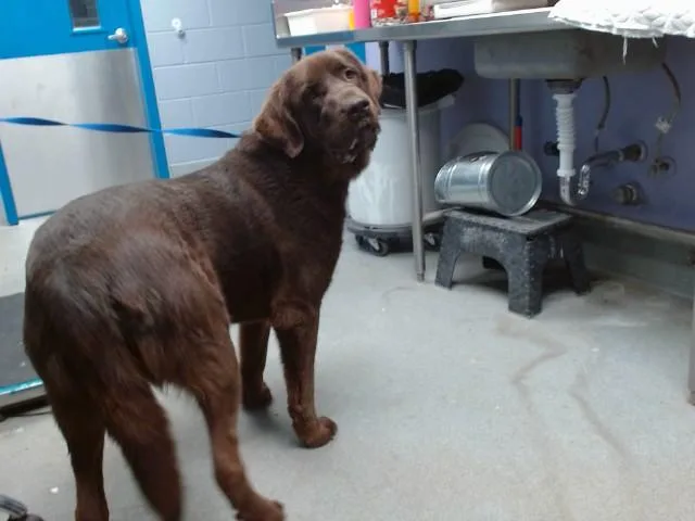 An adult large-sized female Newfoundland Dog dog named Belle for adoption in Albuquerque, NM