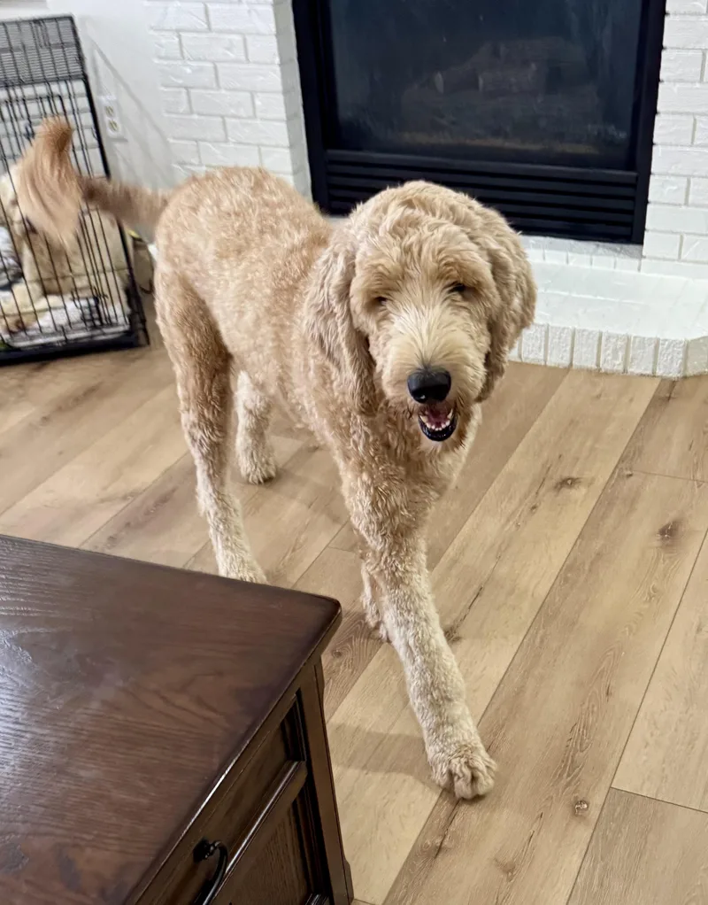 A young large-sized male Goldendoodle dog named Memphis for adoption in Windsor, CO