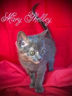 A baby medium-sized female Gray / Blue / Silver Domestic Short Hair cat named Mary Shelley for adoption in Pleasanton, TX