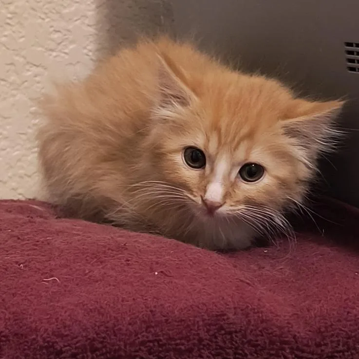 A baby small-sized female Orange / Red Domestic Medium Hair cat named Violet for adoption in Prescott, AZ