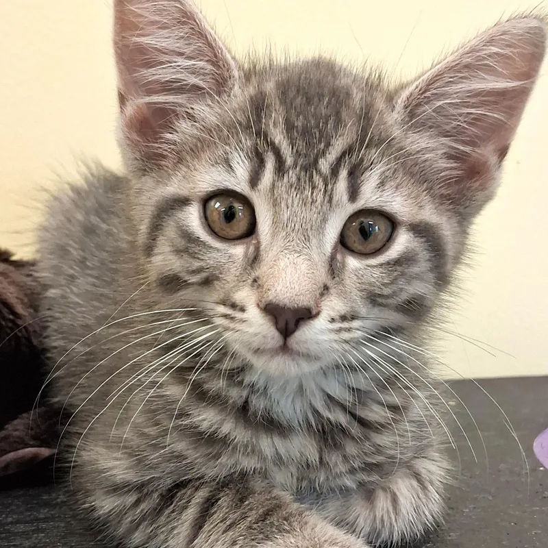 A young small-sized male Tabby (Gray / Blue / Silver) Domestic Short Hair cat named Sterling for adoption in Belmont, NY