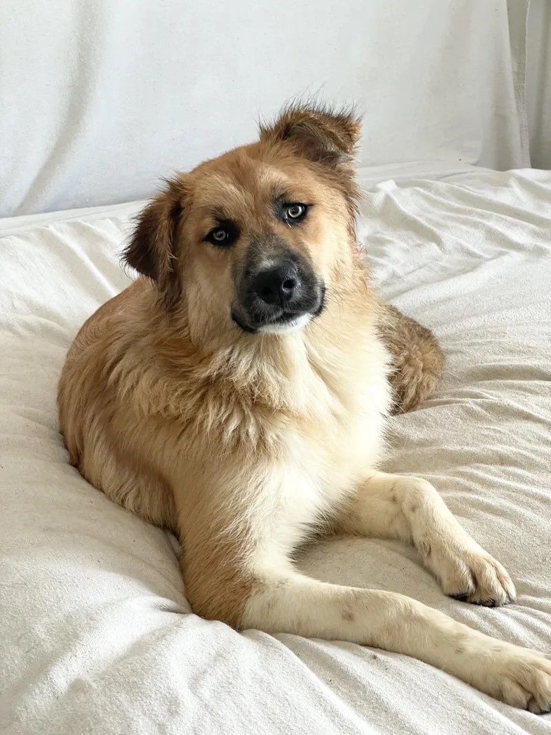 Teddy Bear