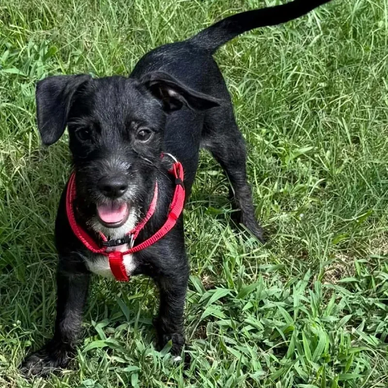 A baby small-sized male Black Dachshund dog named Pumba Arriving D for adoption in Princeton, MN