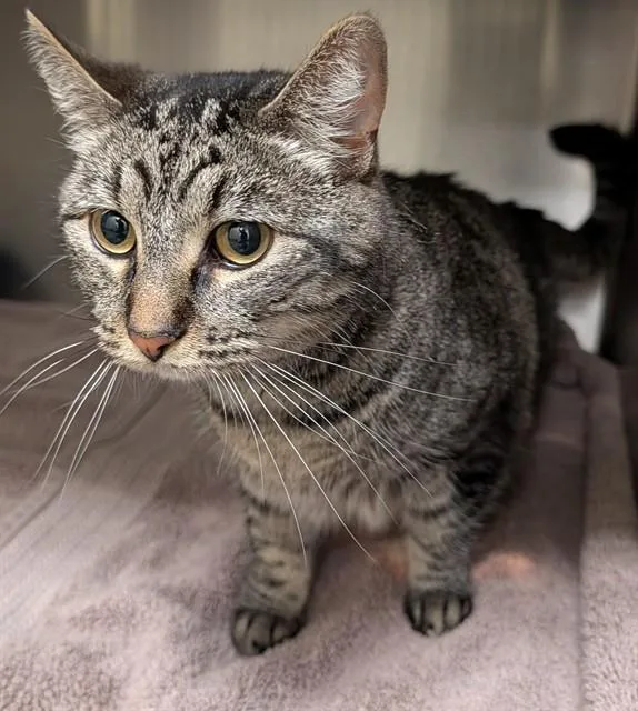 A young medium-sized female Domestic Short Hair cat named Kiki for adoption in Lees Summit, MO