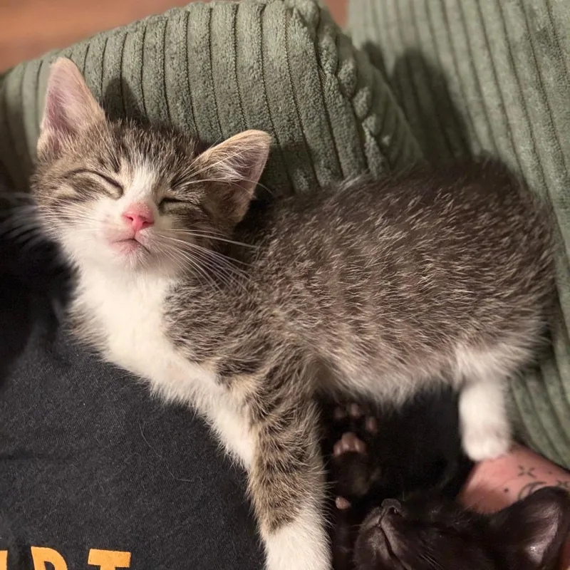 A baby small-sized male Gray / Blue / Silver Domestic Short Hair cat named Meiosis for adoption in St. Louis, MO