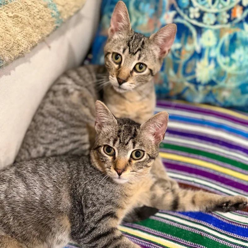 A baby medium-sized male Domestic Short Hair cat named Entrechat & Lenore for adoption in Brooklyn, NY