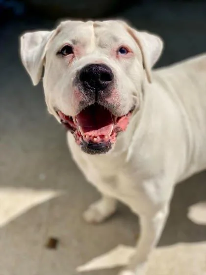 An adult large-sized female Mixed Breed dog named Feyre for adoption in Munster, IN