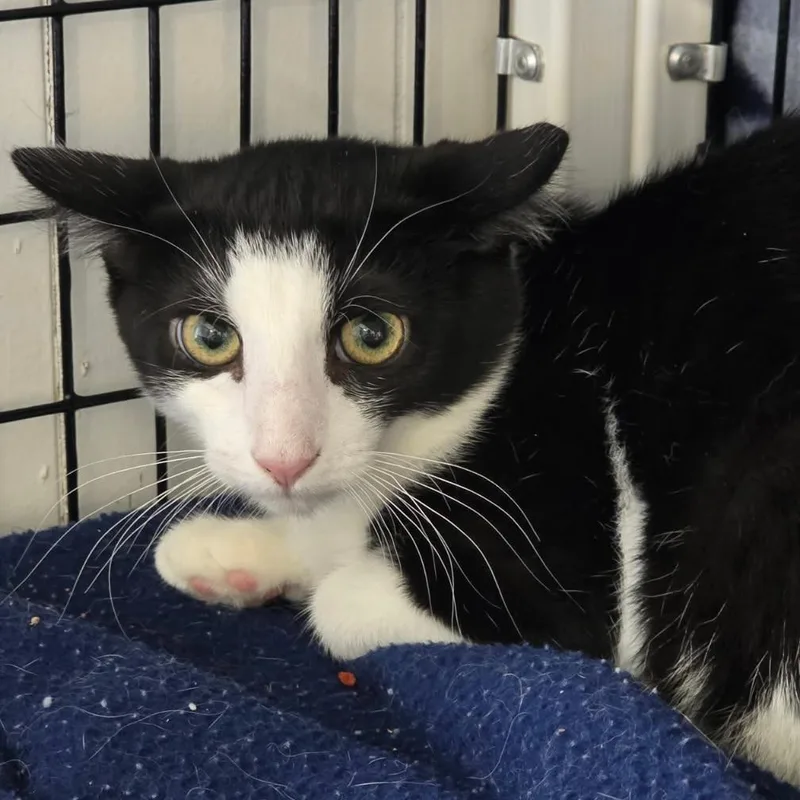 A baby medium-sized female Domestic Short Hair cat named Sienna for adoption in Ewing, NJ