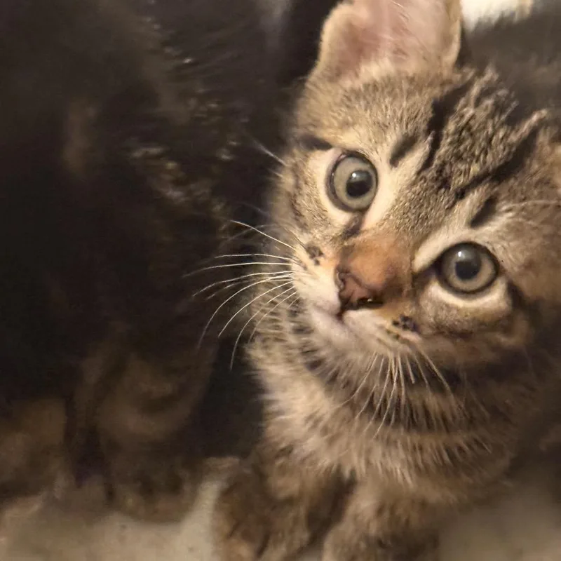 A baby small-sized male Brown / Chocolate Domestic Short Hair cat named Olie for adoption in Middle Village, NY