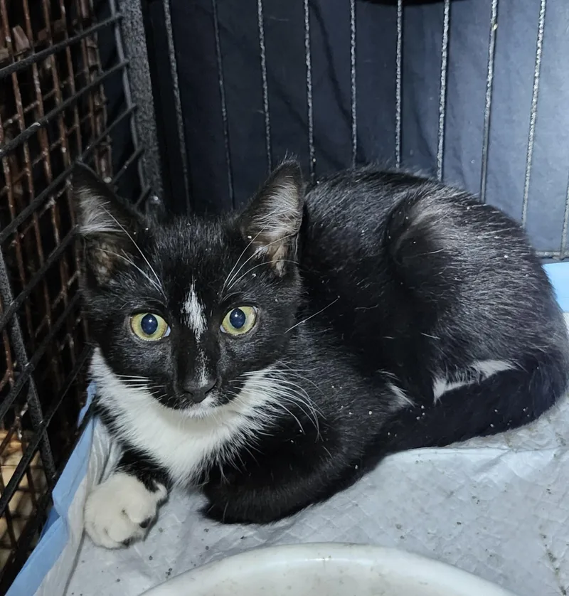 A baby small-sized male Black & White / Tuxedo Domestic Short Hair cat named Ginger Ale for adoption in East Brunswick, NJ