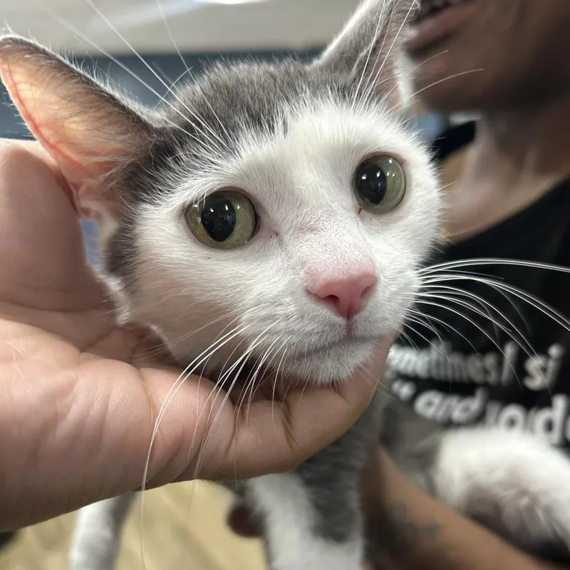 A young small-sized female White Domestic Short Hair cat named Mamas for adoption in Newark, NJ