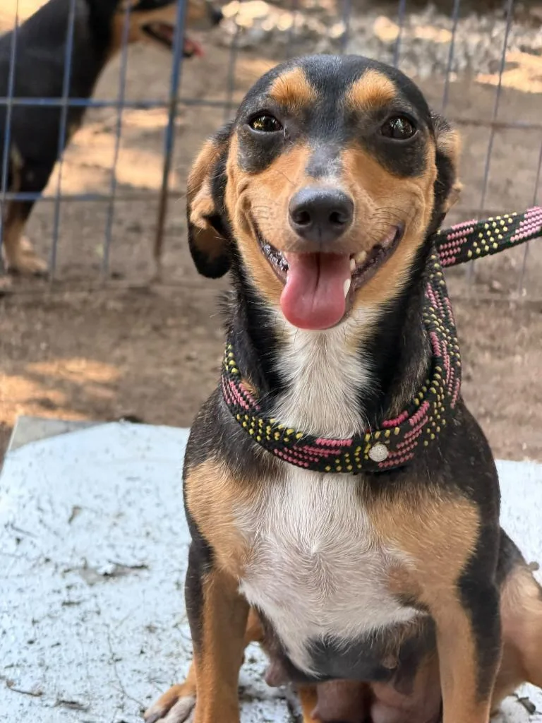 A young small-sized female Dachshund dog named Chaparrita for adoption in San Diego, CA