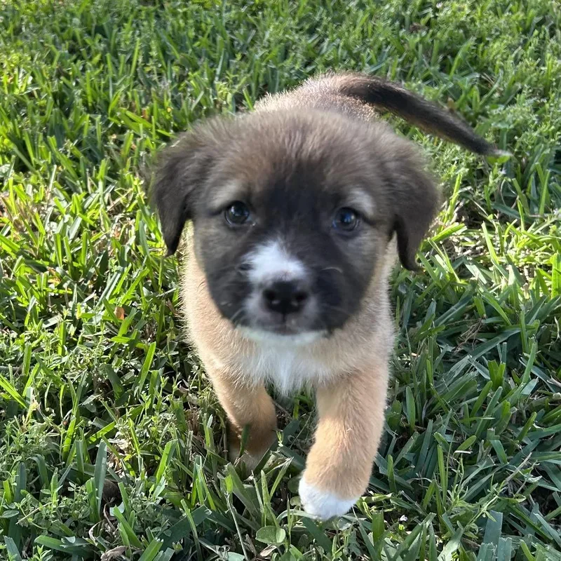 A baby medium-sized male Husky dog named Prince for adoption in Wiggins, MS