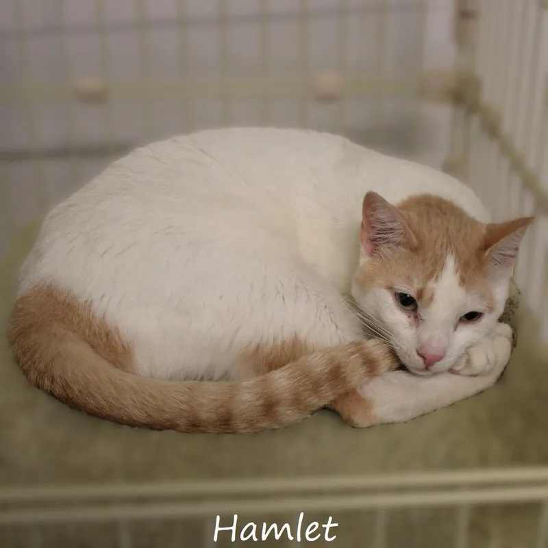 A young small-sized male White American Shorthair cat named Hamlet for adoption in Yucaipa, CA