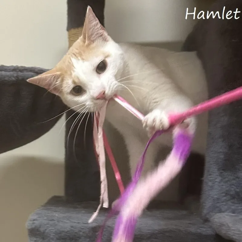Hamlet thumbnail 2