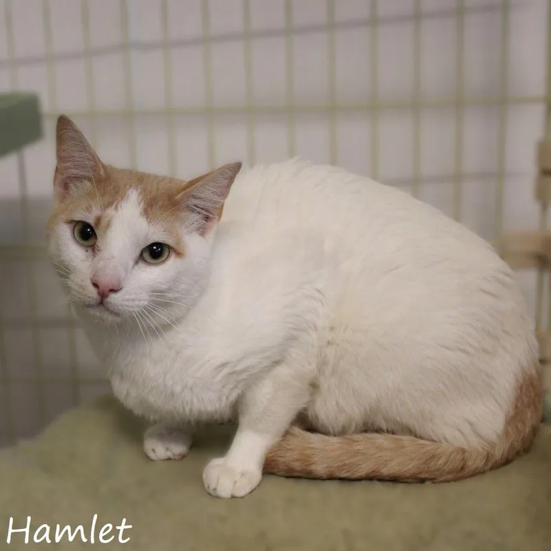 Hamlet thumbnail 3
