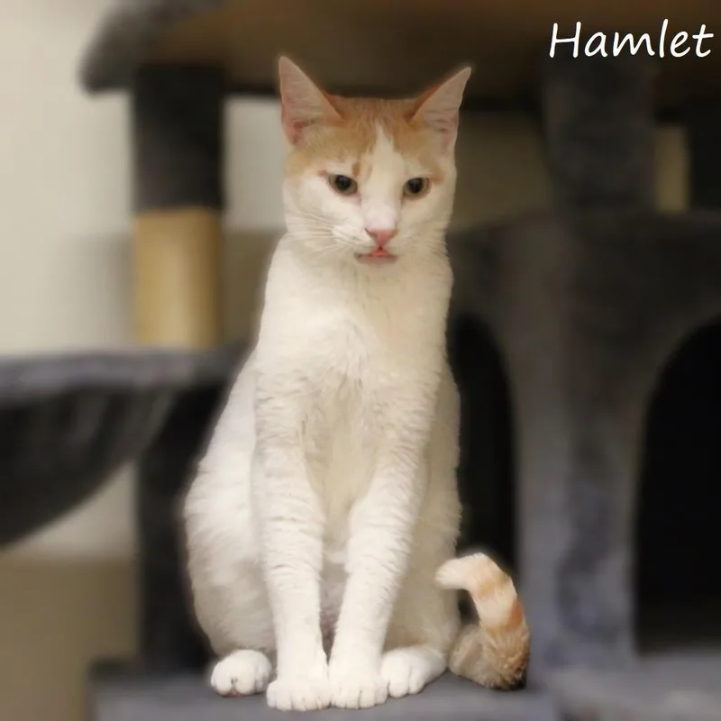 Hamlet thumbnail 4