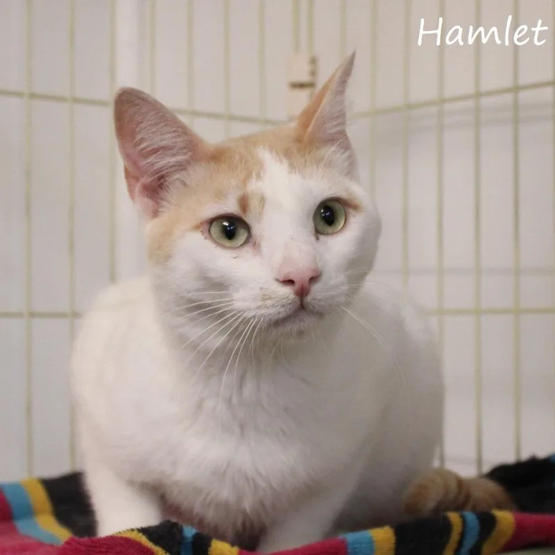 Hamlet thumbnail 5