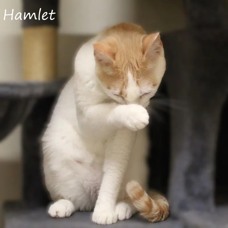 Hamlet thumbnail 6