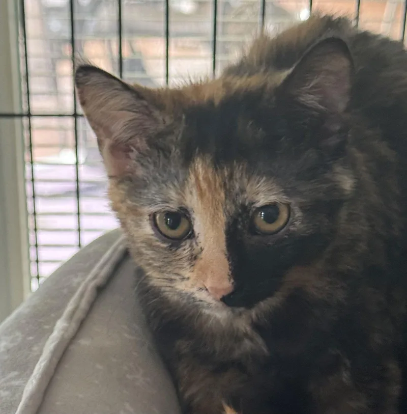 A young medium-sized female American Shorthair cat named Hot Tamale for adoption in Naples, FL